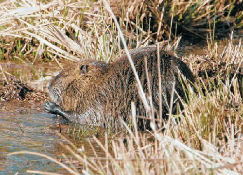 Nutria